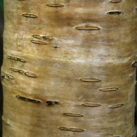 Betula medwedewii 'Gold Bark' - bark Betula medwedewii 'Gold Bark' - bark