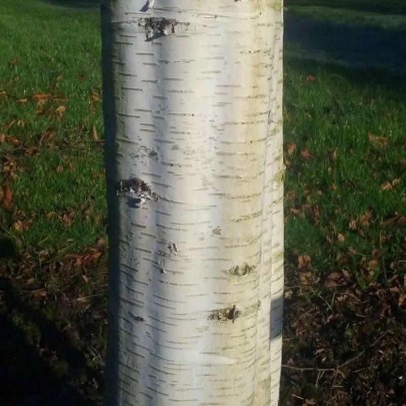 Betula pendula 'Silver  Grace' - silver bark