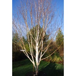 Betula utilis 'Doorenbos'