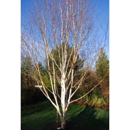 Betula utilis 'Doorenbos' - specimen tree Betula utilis 'Doorenbos' - specimen tree