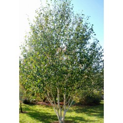 Betula utilis 'Doorenbos'