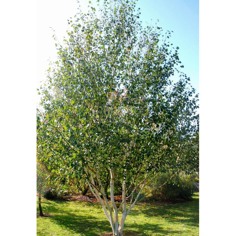 Betula Utilis Doorenbos (Betula utilis Doorenbos, převisajícími větvemi, utilis Doorenbos) Betula Utilis Doorenbos