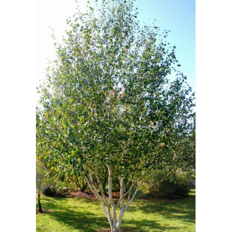 Betula utilis 'Doorenbos' Betula utilis 'Doorenbos'