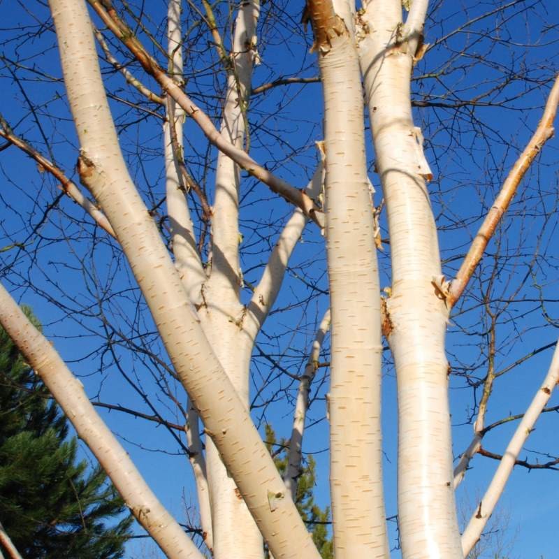 Betula utilis 'Doorenbos' - pure white bark in winter