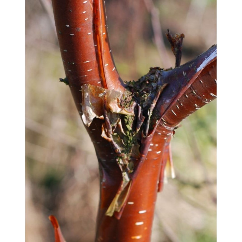 Betula utilis 'Wakehurst Place Chocolate'