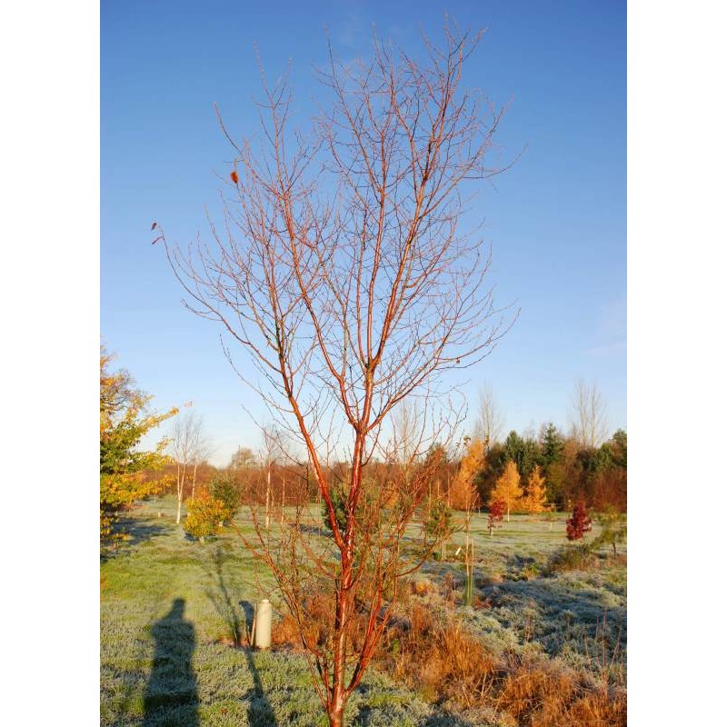 Betula utilis var. prattii