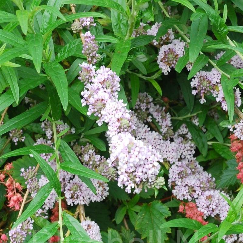 Buddleja alternifolia