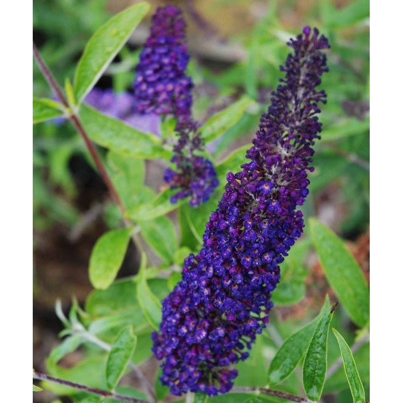 Buddleja davidii 'Black Knight' Buddleja davidii 'Black Knight'