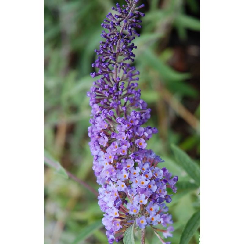 Buddleja davidii 'Nanho Blue'