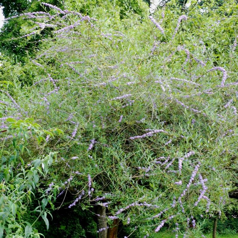 Buddleja alternifolia