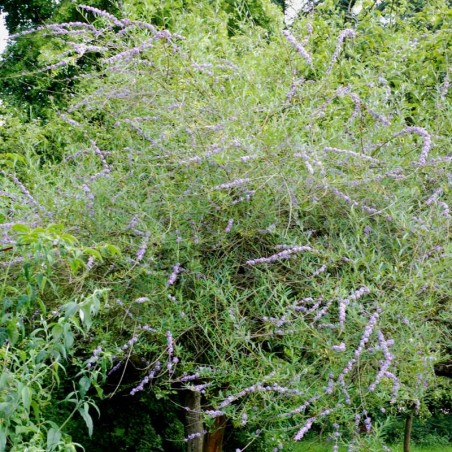 Buddleja alternifolia Buddleja alternifolia