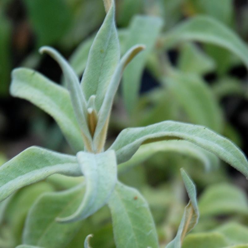 Buddleja salviifolia