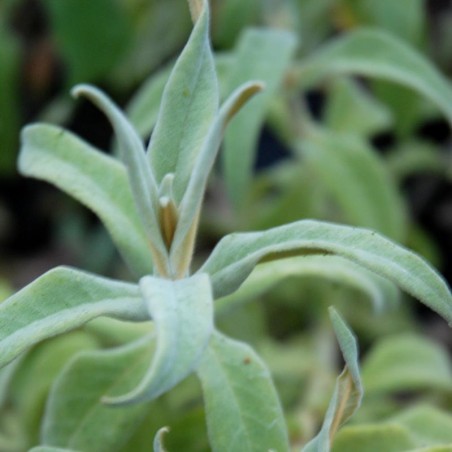 Buddleja salviifolia Buddleja salviifolia