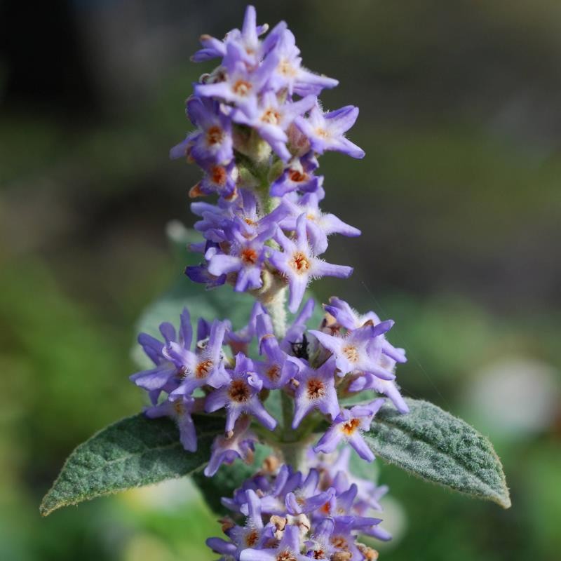 Buddleja salviifolia