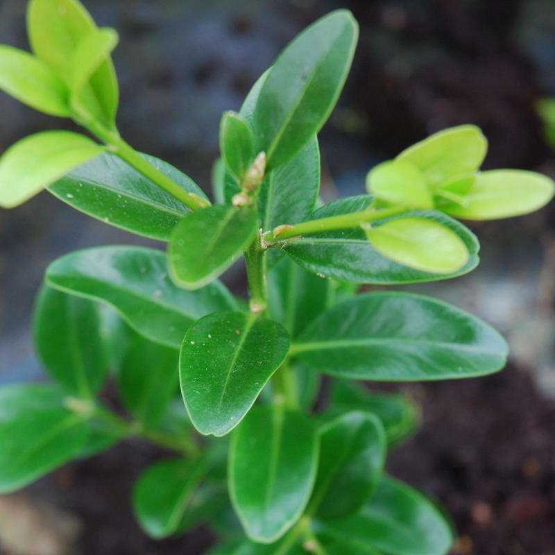 Buxus balearica