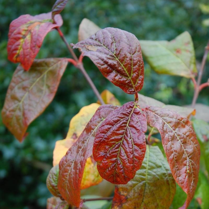 Calycanthus floridus 'Purpureus'