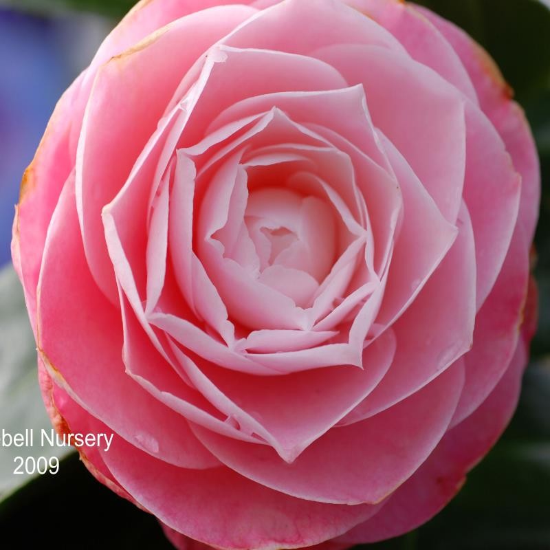 Camellia japonica 'Desire' Camellia japonica 'Desire'