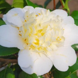 Camellia japonica 'Brushfield Yellow' - flower close up