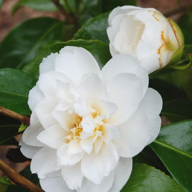 Camellia japonica 'Frosty Morn'