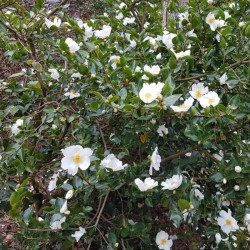 Camellia sasanqua 'Kenkyo'