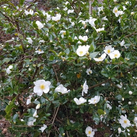 Camellia sasanqua 'Kenkyo' Camellia sasanqua 'Kenkyo'