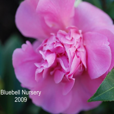 Camellia x williamsii 'Debbie'