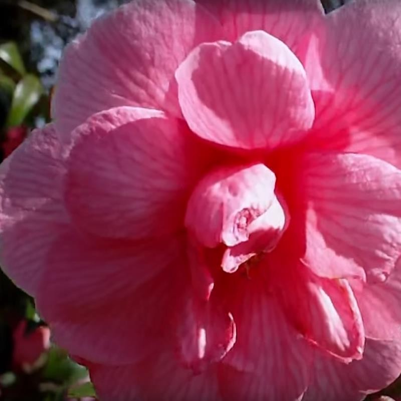 Camellia x williamsii 'Donation' Camellia x williamsii 'Donation'