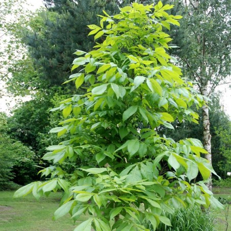 Carya ovata Carya ovata