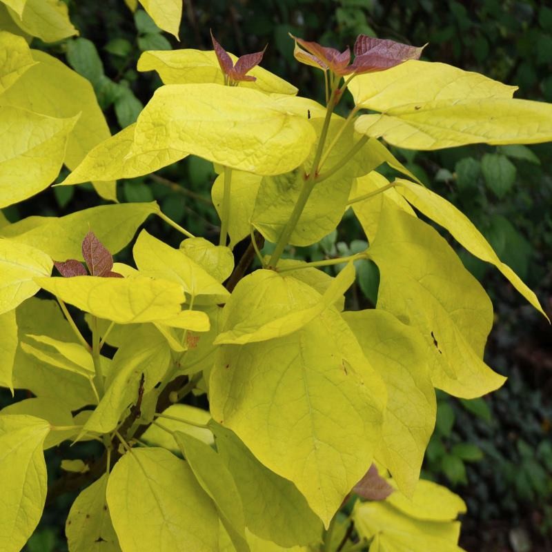 Catalpa bignonioides 'Aurea'