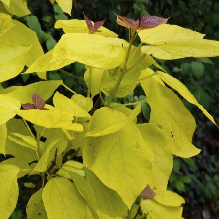 Catalpa bignonioides 'Aurea' Catalpa bignonioides 'Aurea'