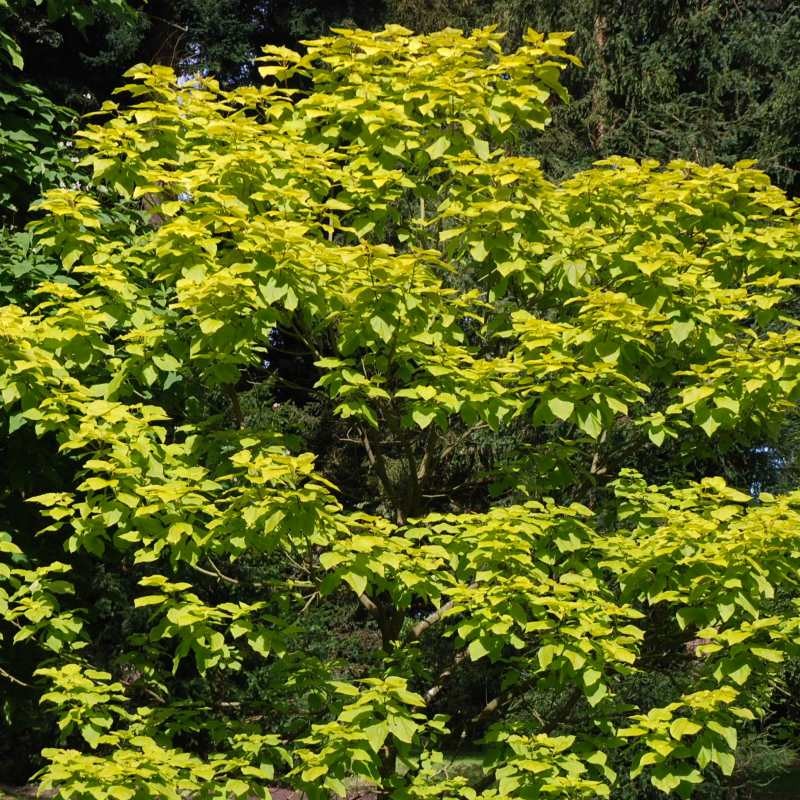 Catalpa bignonioides 'Aurea'