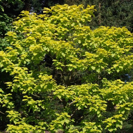 Catalpa bignonioides 'Aurea' Catalpa bignonioides 'Aurea'