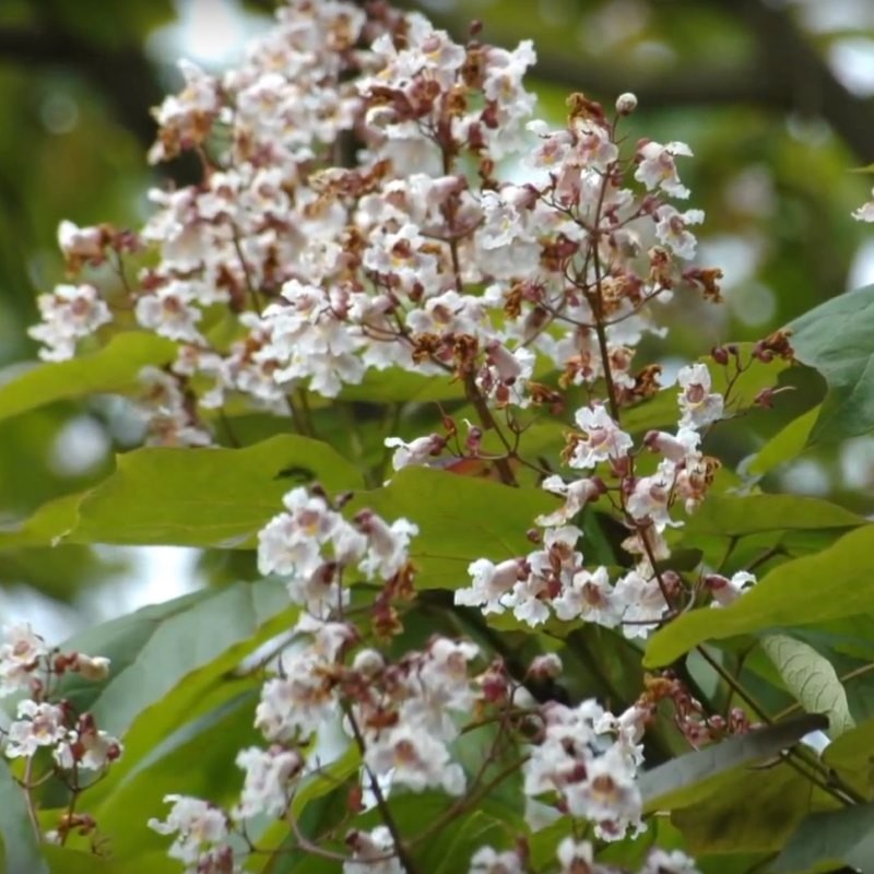 Catalpa x erubescens 'Purpurea'