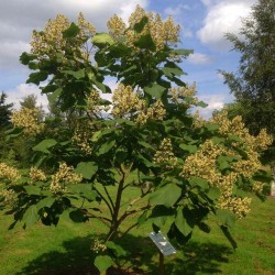 Catalpa ovata - established small tree in flower