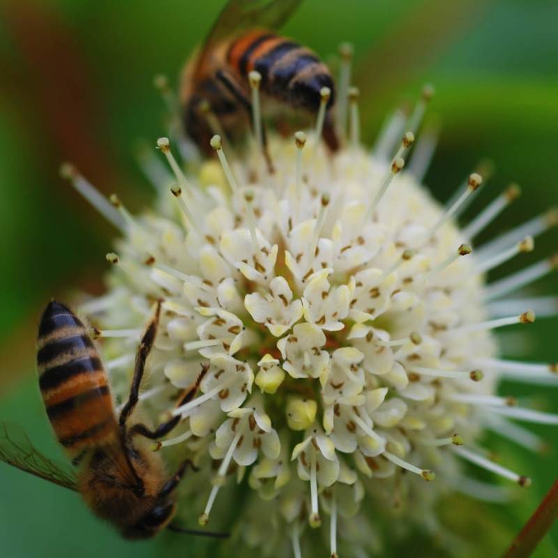 Cephalanthus occidentalis