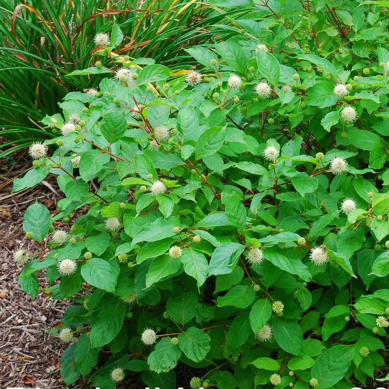 Cephalanthus occidentalis