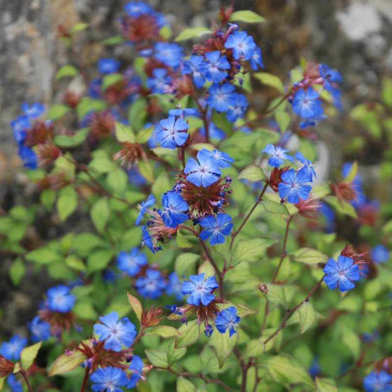 Ceratostigma willmottianum