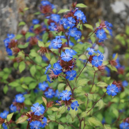 Ceratostigma willmottianum