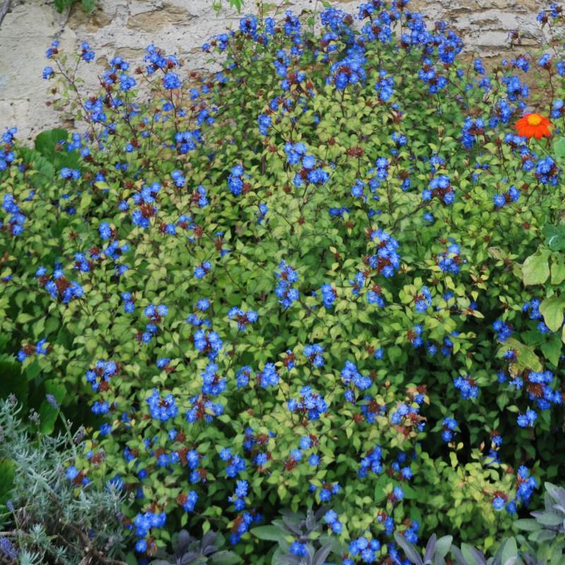 Ceratostigma willmottianum Ceratostigma willmottianum