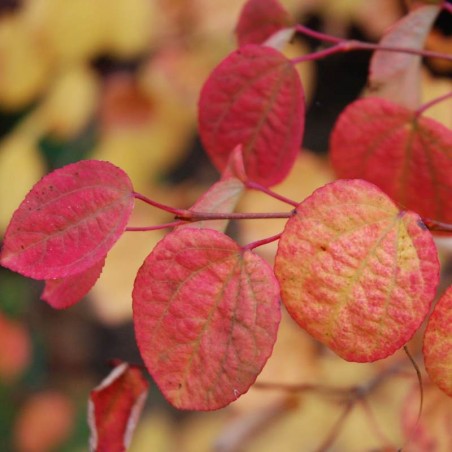 Cercidiphyllum japonicum Cercidiphyllum japonicum