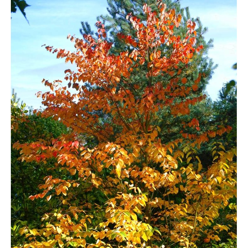 Cercidiphyllum japonicum