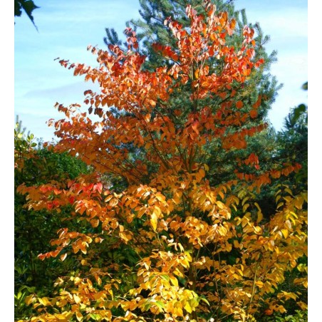 Cercidiphyllum japonicum Cercidiphyllum japonicum