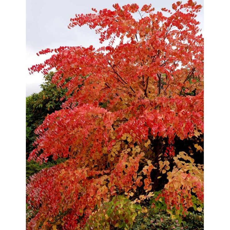 Cercidiphyllum japonicum