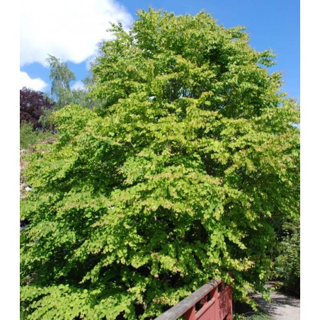 Cercidiphyllum japonicum Cercidiphyllum japonicum