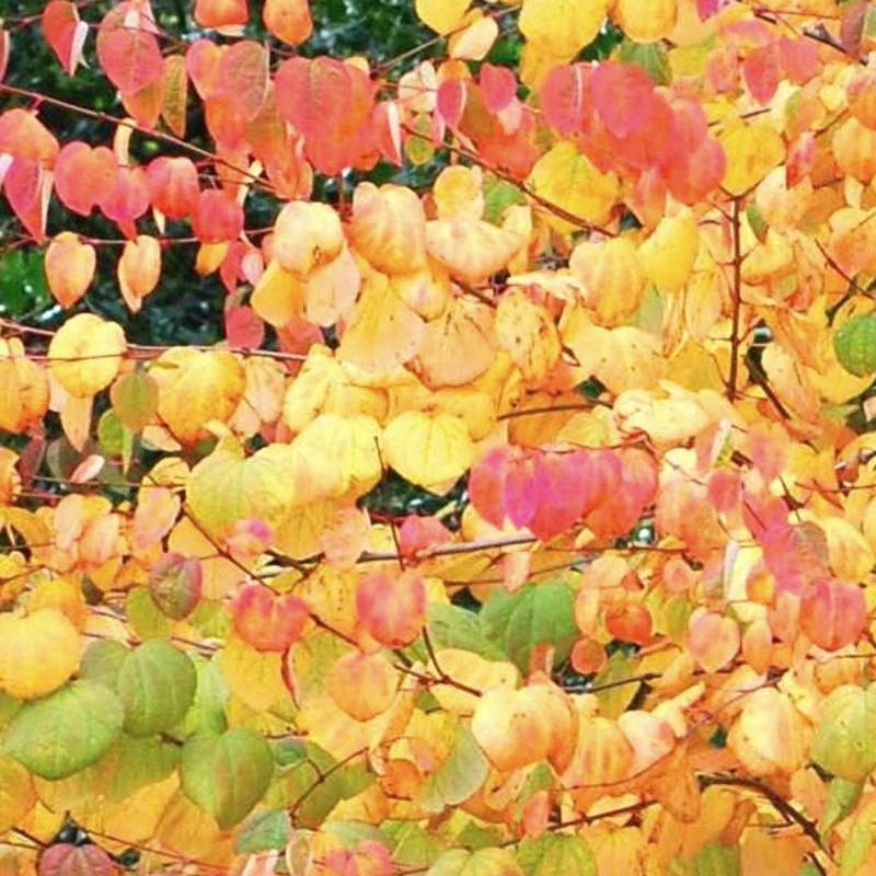Cercidiphyllum japonicum 'Herkenrode Dwarf' Cercidiphyllum japonicum 'Herkenrode Dwarf'