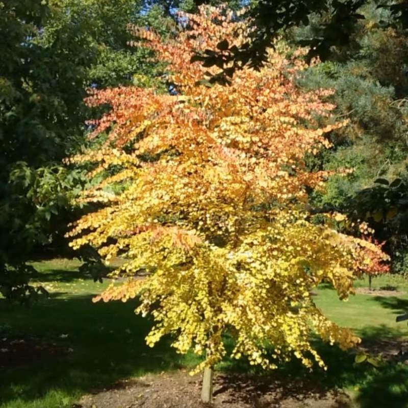 Cercidiphyllum japonicum 'Boyd's Dwarf'