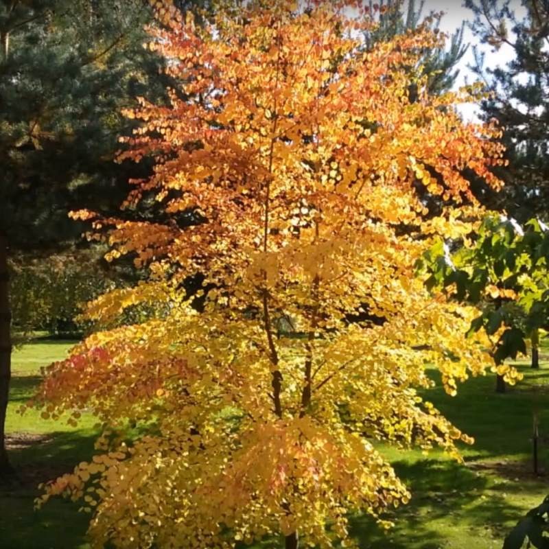 Cercidiphyllum japonicum 'Boyd's Dwarf'