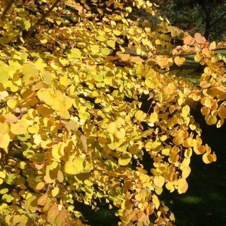 Cercidiphyllum japonicum 'Boyd's Dwarf'