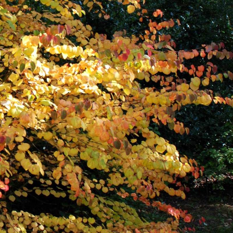 Cercidiphyllum japonicum 'Peach'