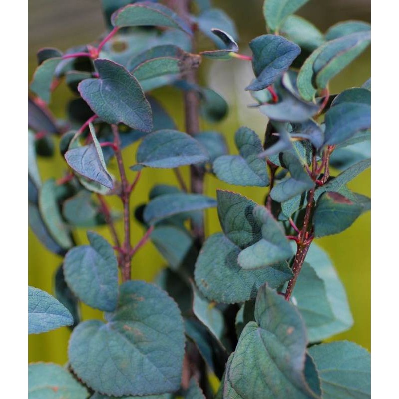 Cercidiphyllum japonicum 'Rotfuchs' - summer foliage colour